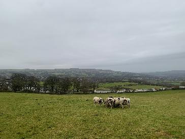 Image 16