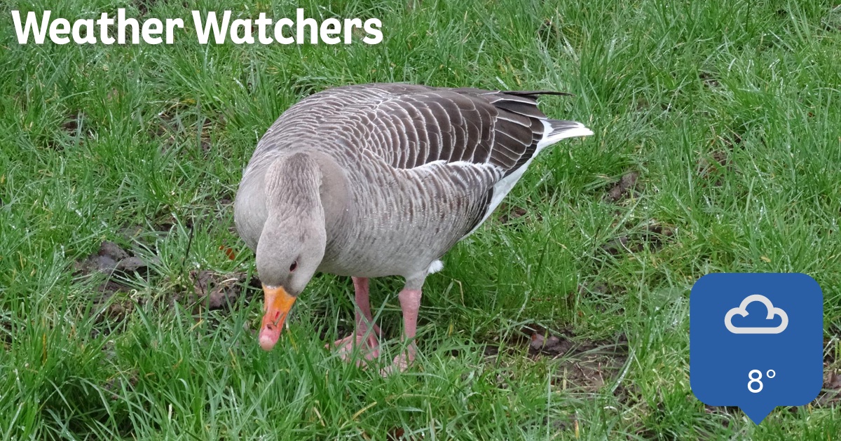 Report BBC Weather Watchers