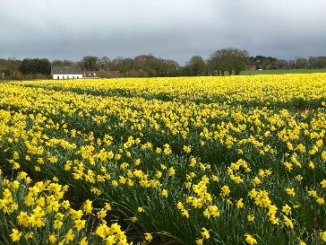 St Helier - Bbc Weather