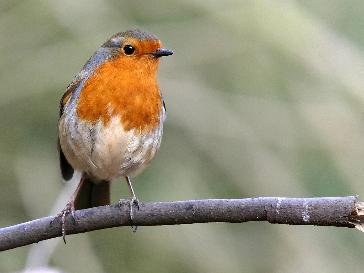 Edinburgh - BBC Weather