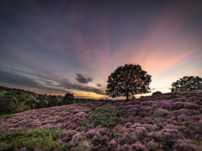 report-bbc-weather-watchers